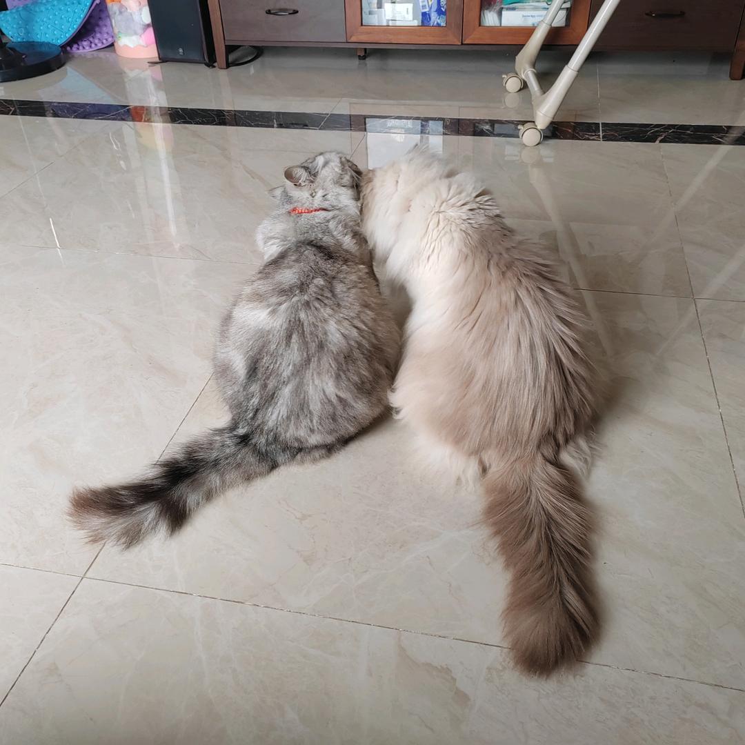 俩只大猫猫🐱🐱