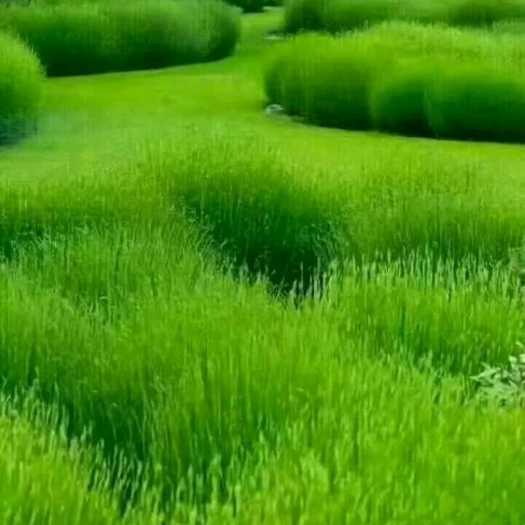 竹子