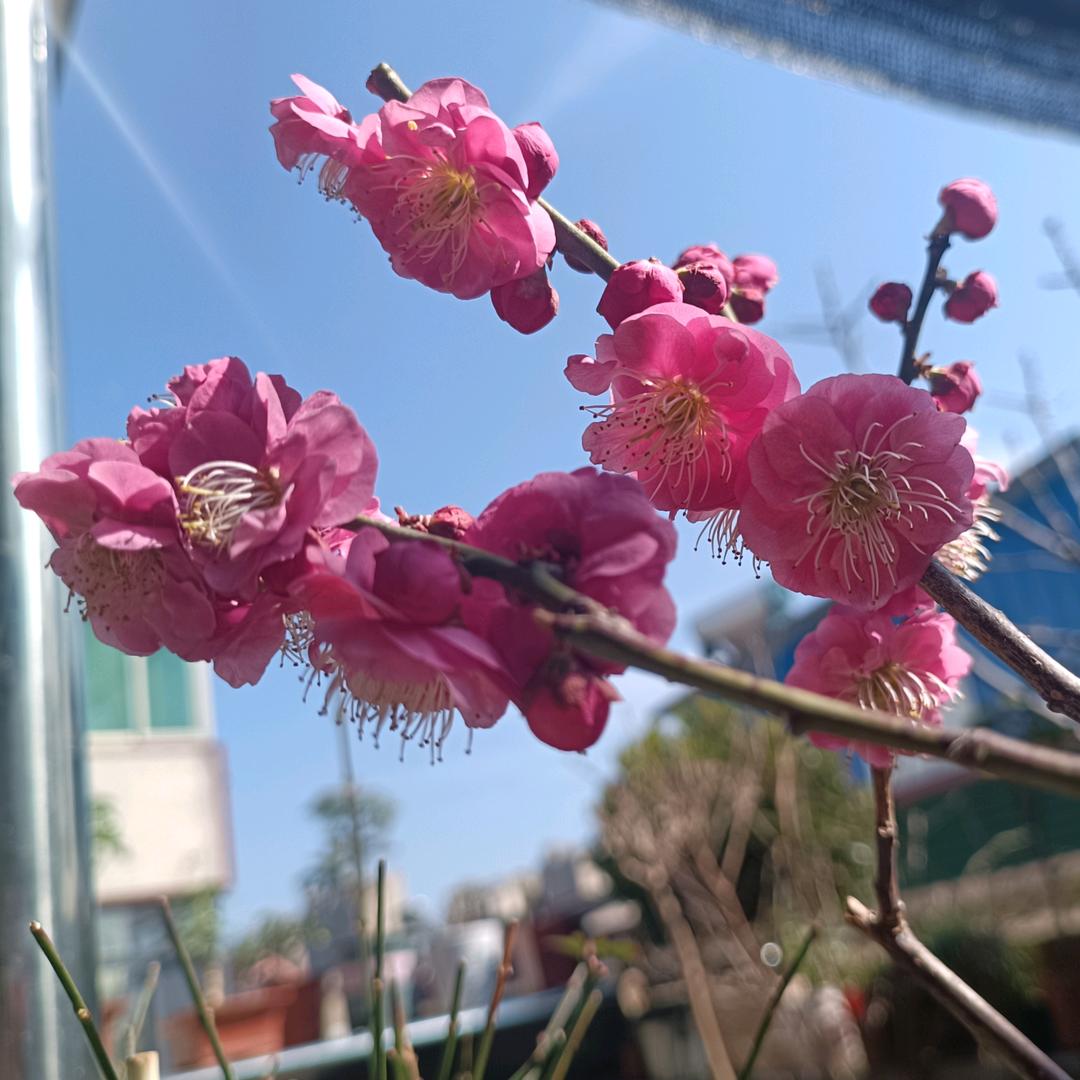 芳