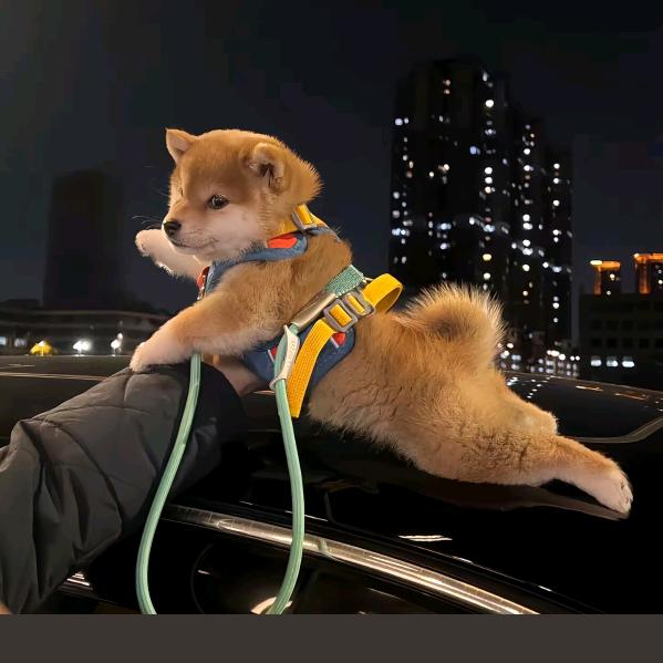 不语