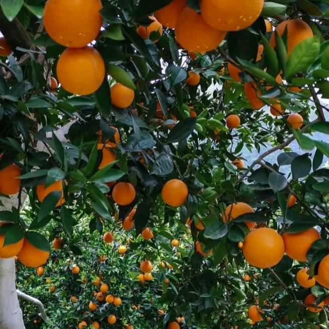 奉节91脐橙【14:00】