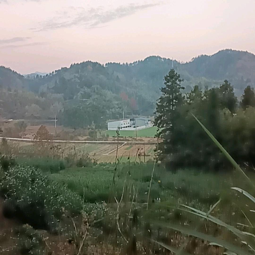 白日梦