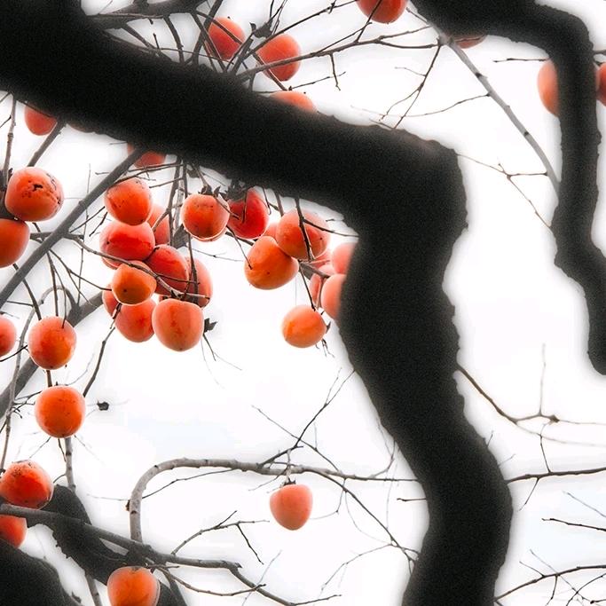 一蓑烟雨任平生.