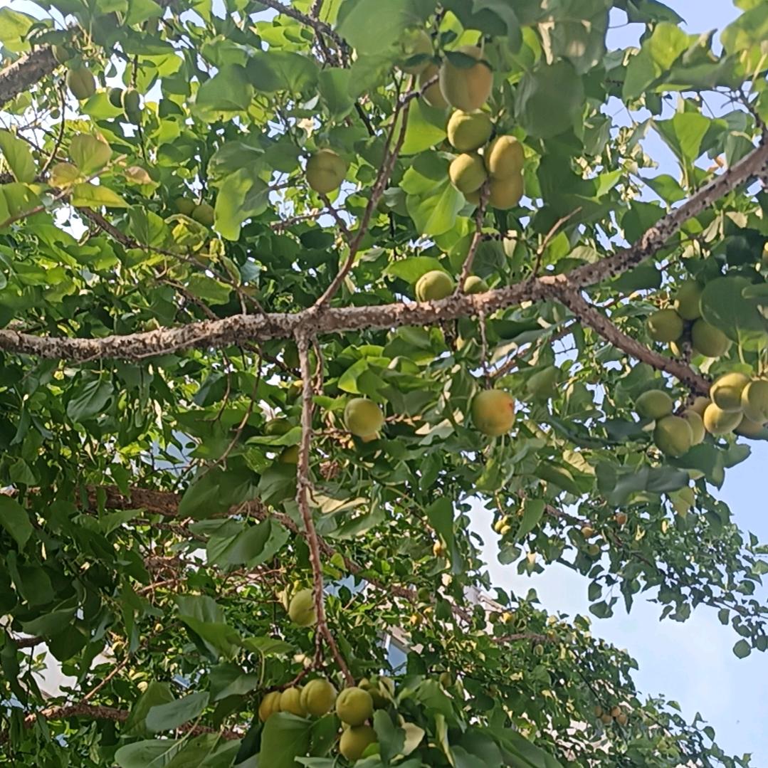 小花🌸不是花