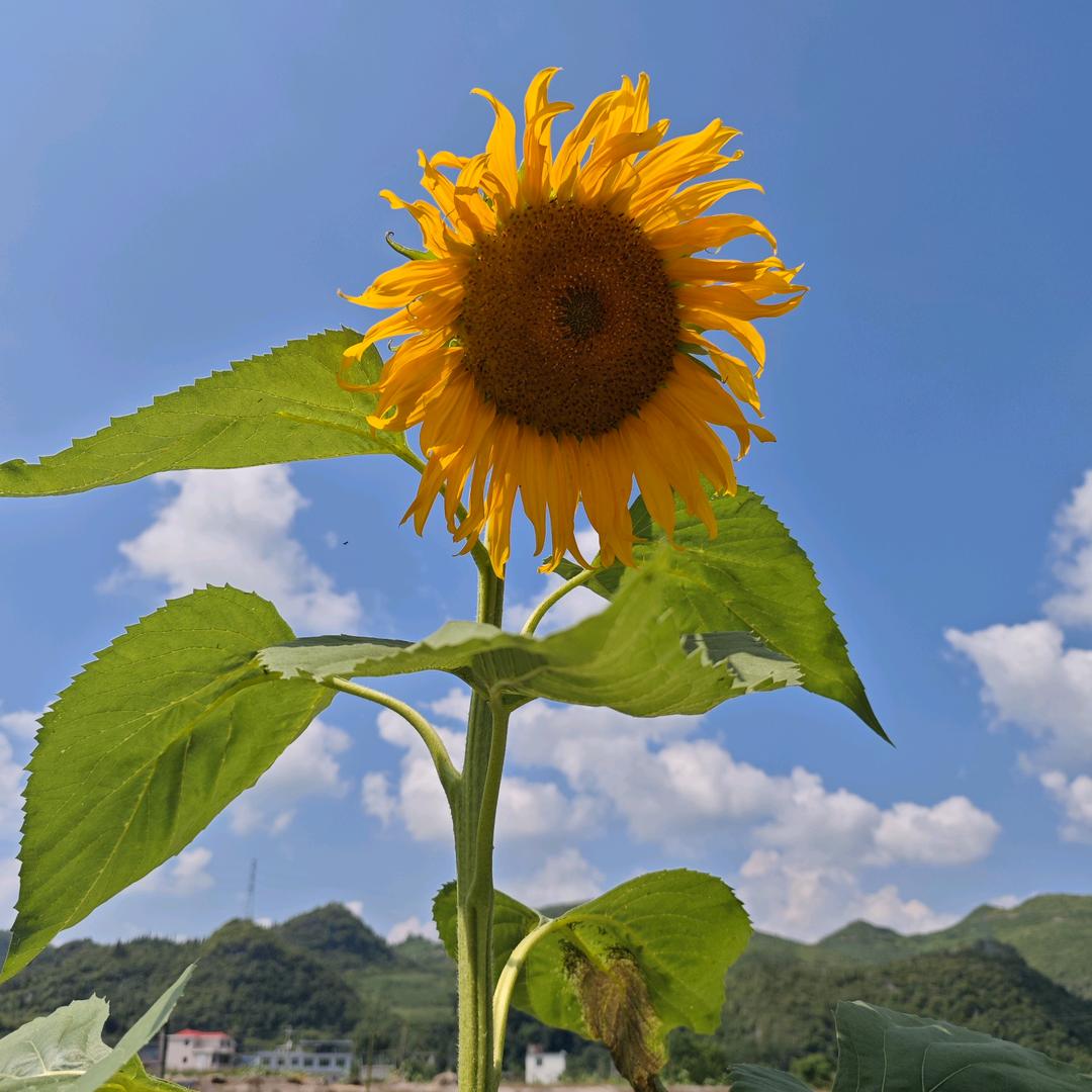 香菜泡饭🌿