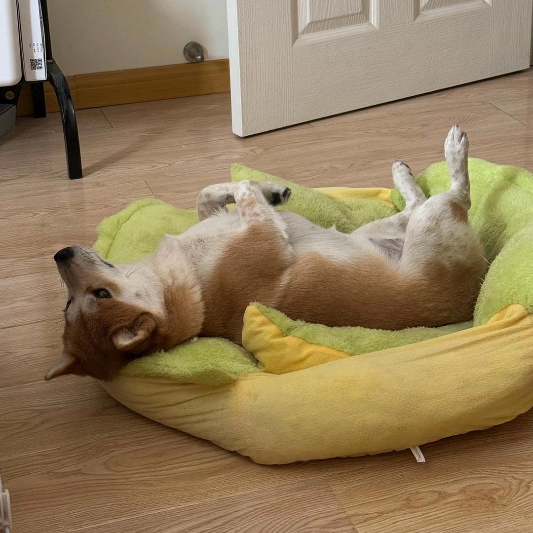 汪汪汪੯‧̀͡⬮\