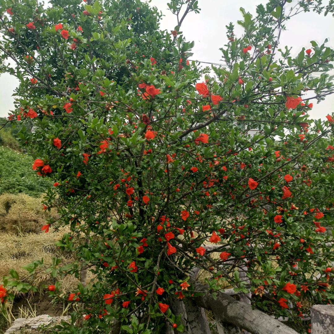三个娃的娘《钟，连》