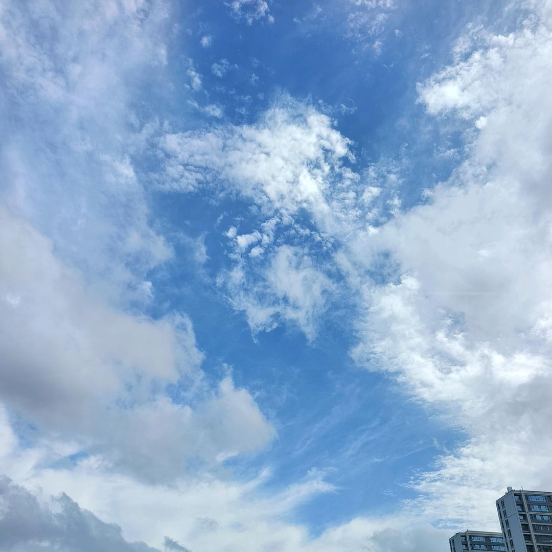 黑玫瑰