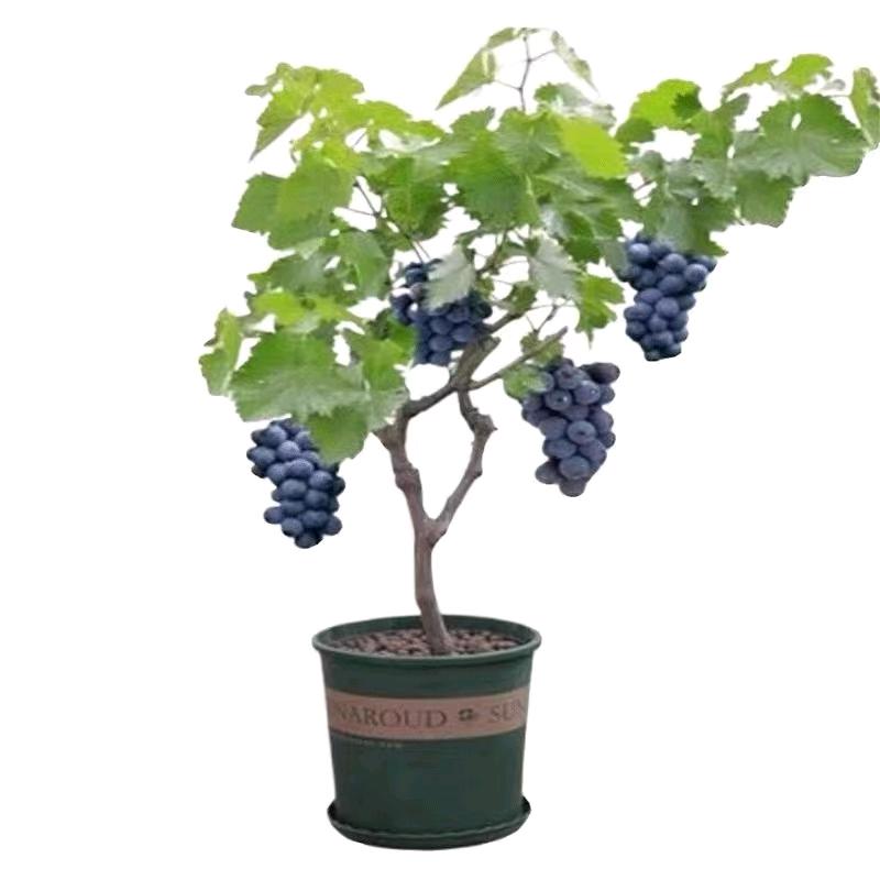 蝶趣古韵果树苗木专卖店