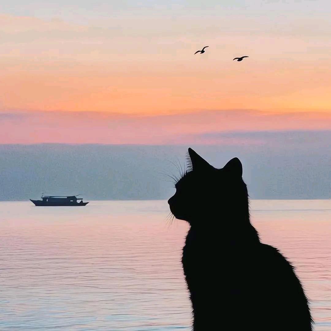 吃不饱会做饿梦