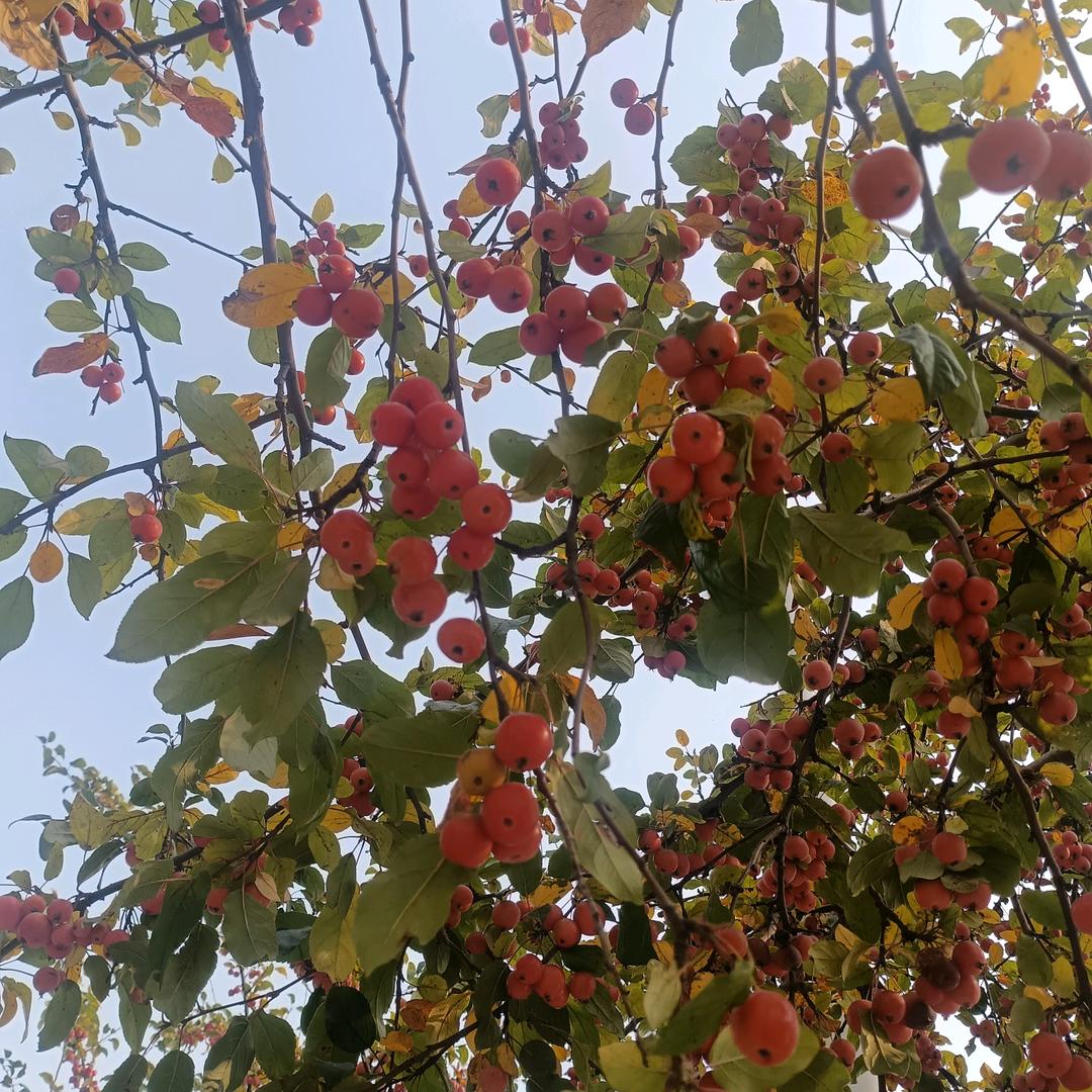 林运来