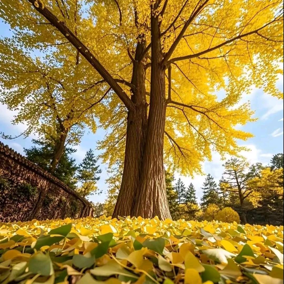 一花一世界