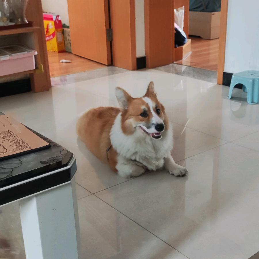 小狗可乐