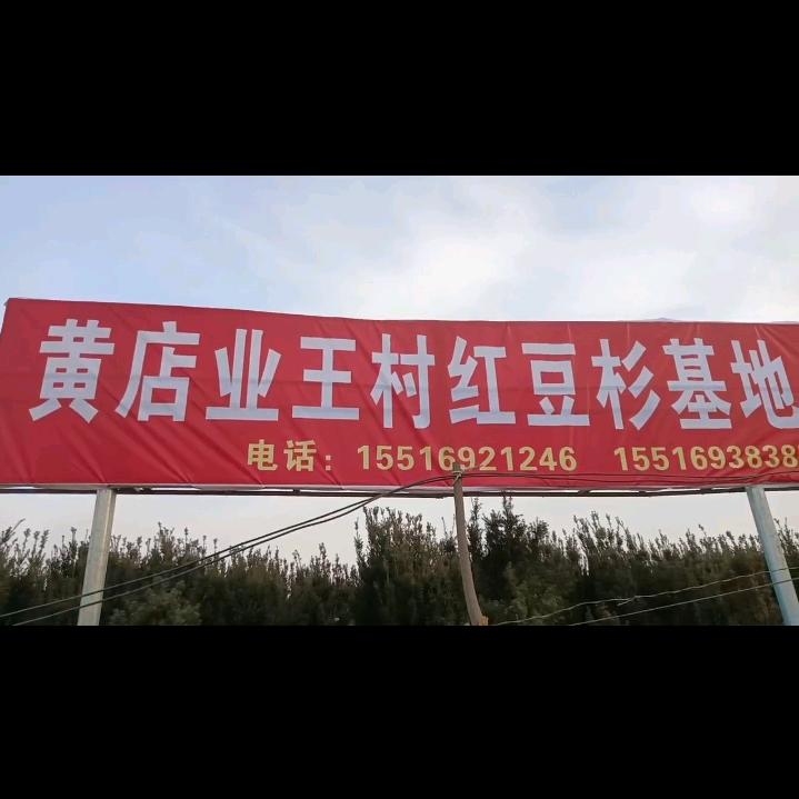 黄店镇业王村红豆杉基地（中牟县）