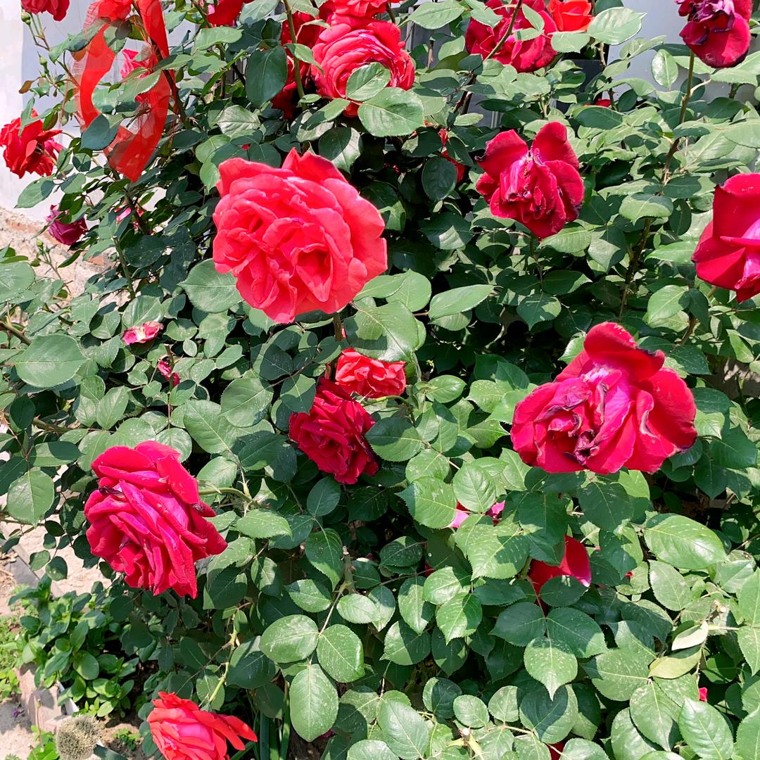 陈❤️如意