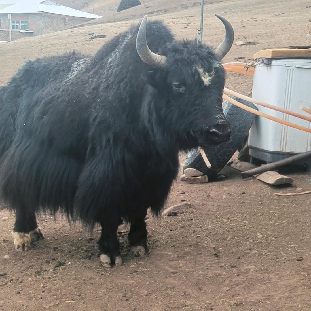 ༆ནོར་།།