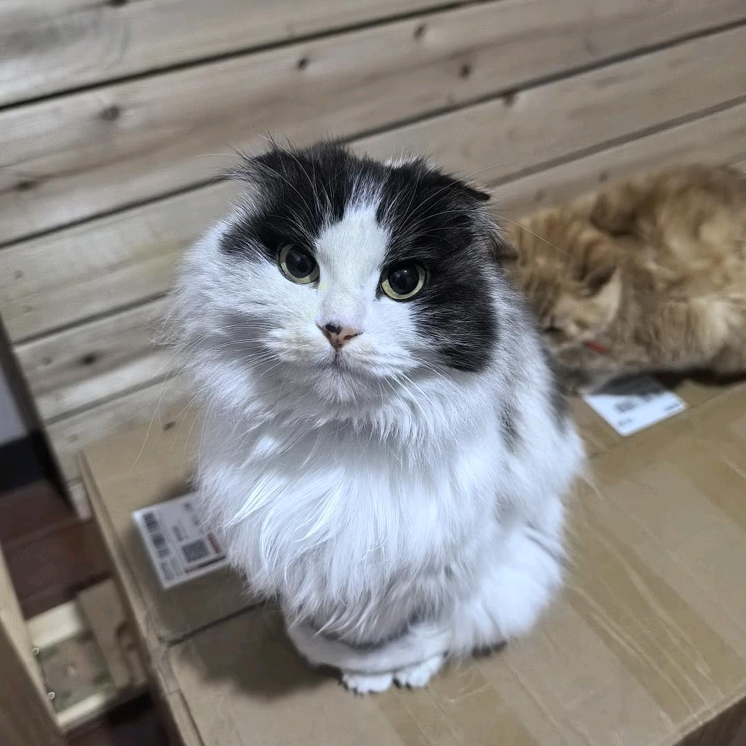 杭州寻猫小折耳