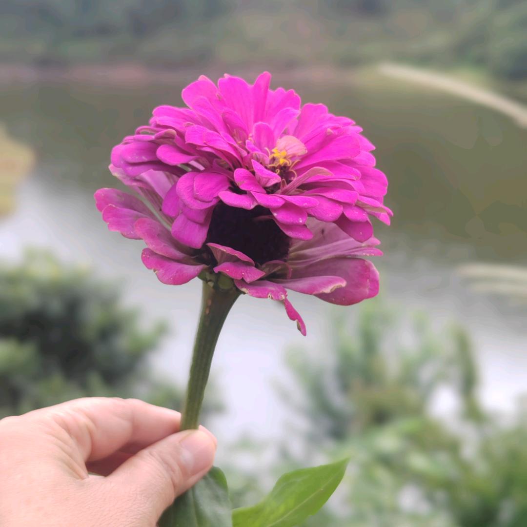 小葱拌豆付