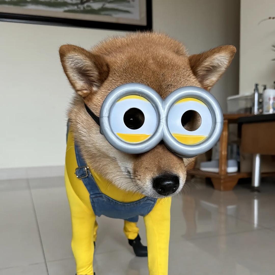 福瑞