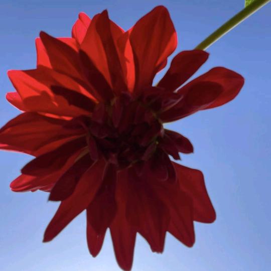 🌹我就是我🌹