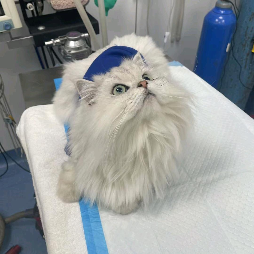参见咪咪大王