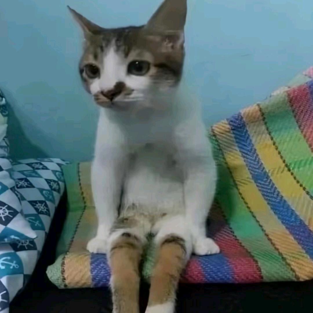 楣狸猫.