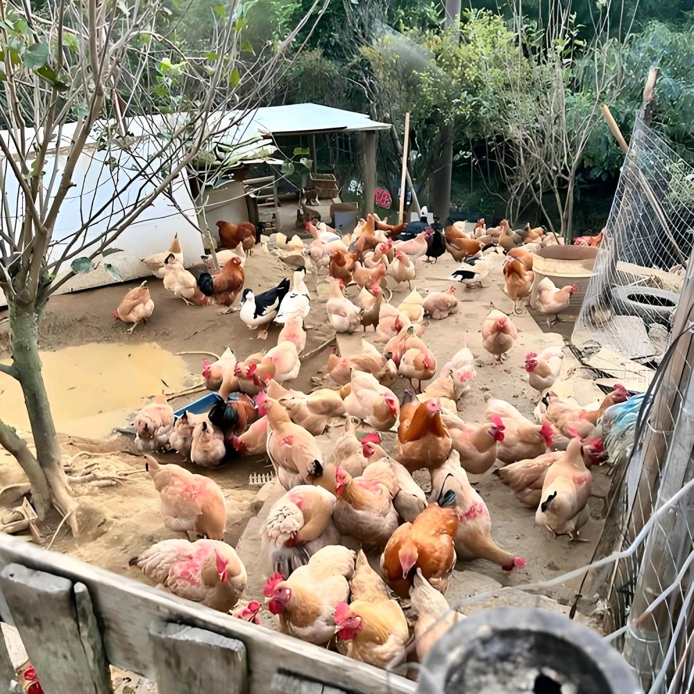 三黄鸡生态养殖