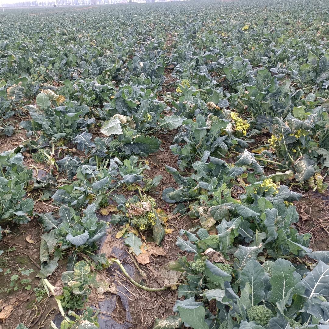 用户89467646