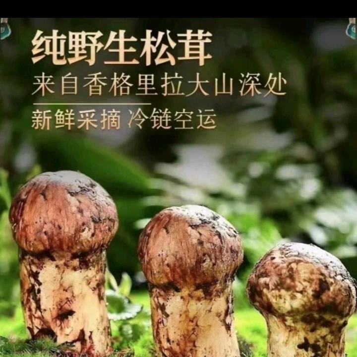 香格里拉慧姐松茸批发