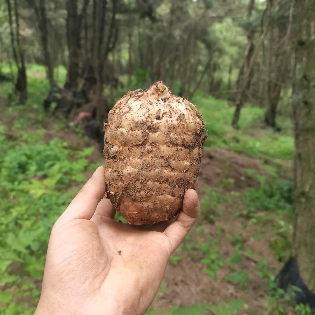 小麻农