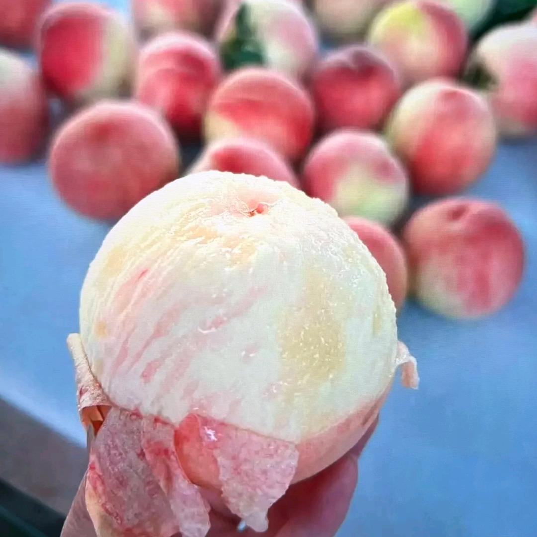 阳山云品水蜜桃基地