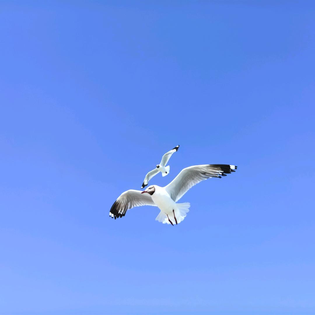 问道2024-铁锤妹妹