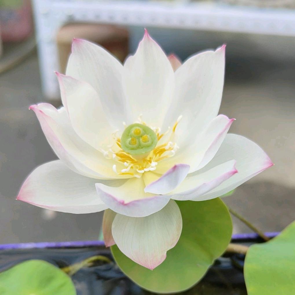古香墨