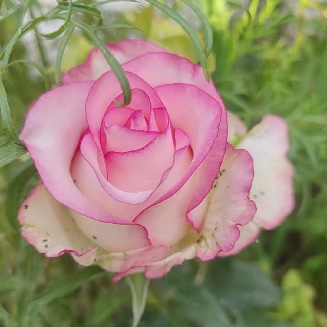 明月如许(筹备中)