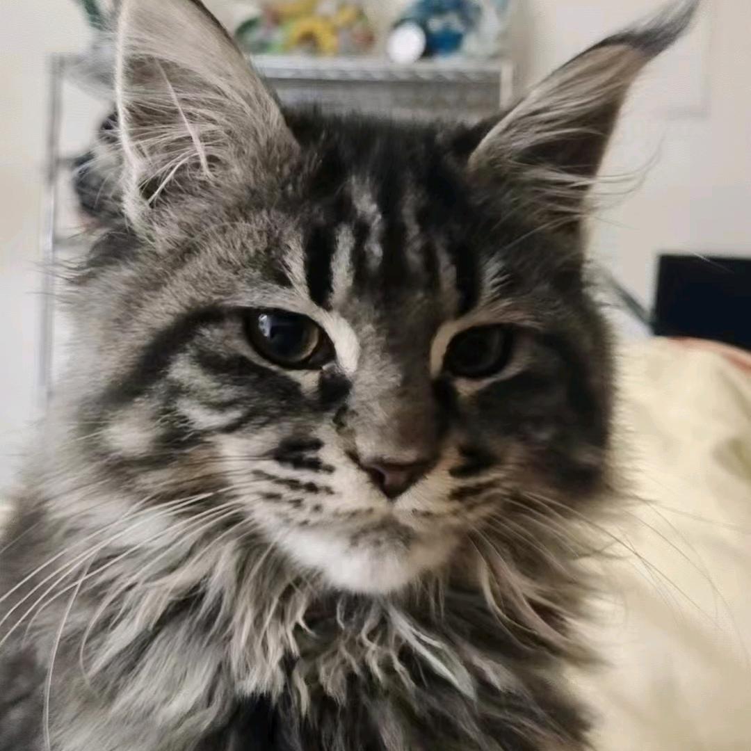 爱玩游戏的玄子