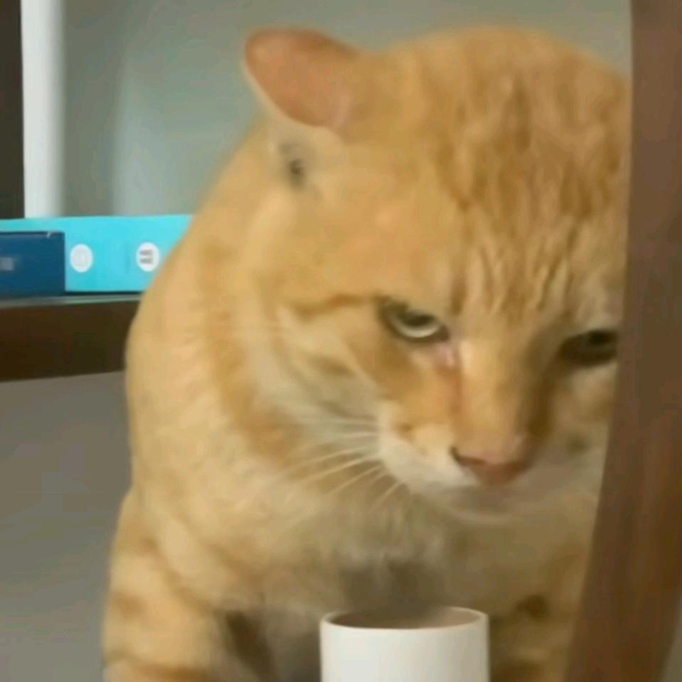 圆头耄耋不哈气