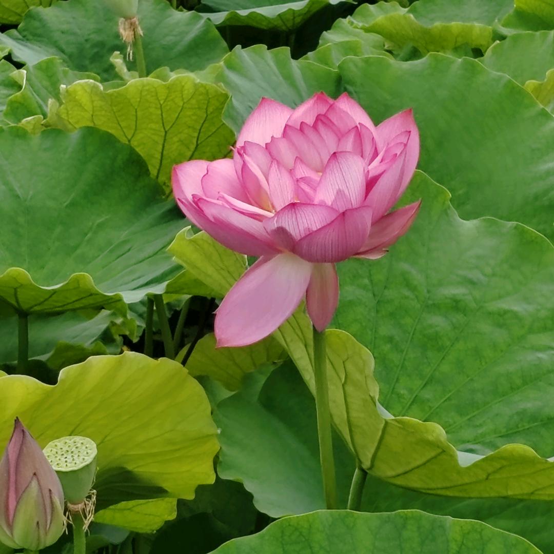 70后摇花手