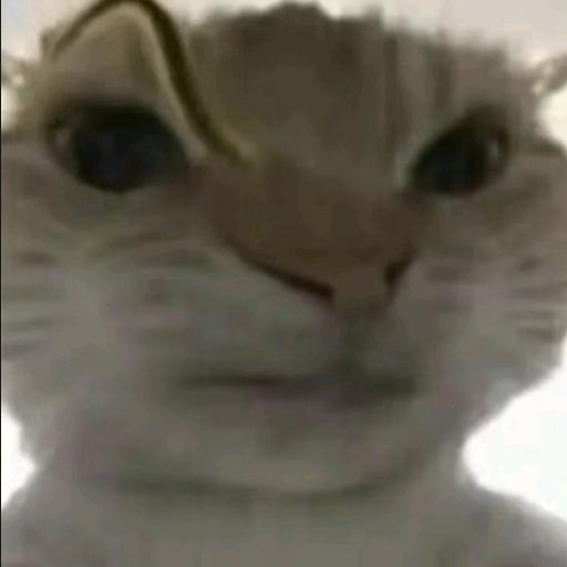 雨忱.(三角洲代肝)