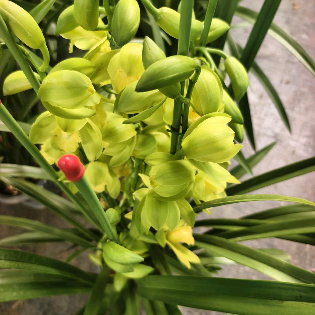 唐仙国精品小铺