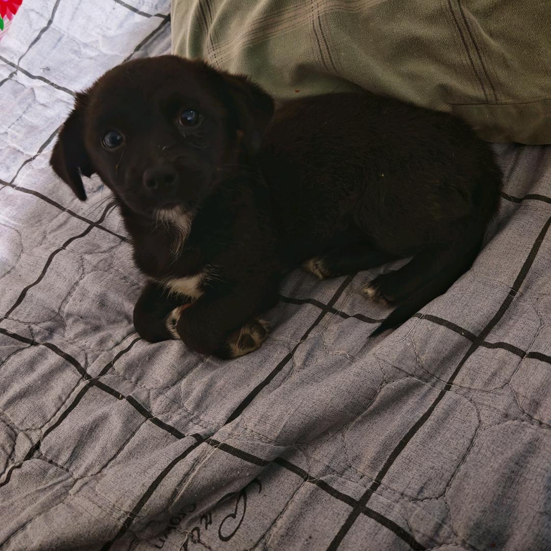 狗熊岭熊二是我