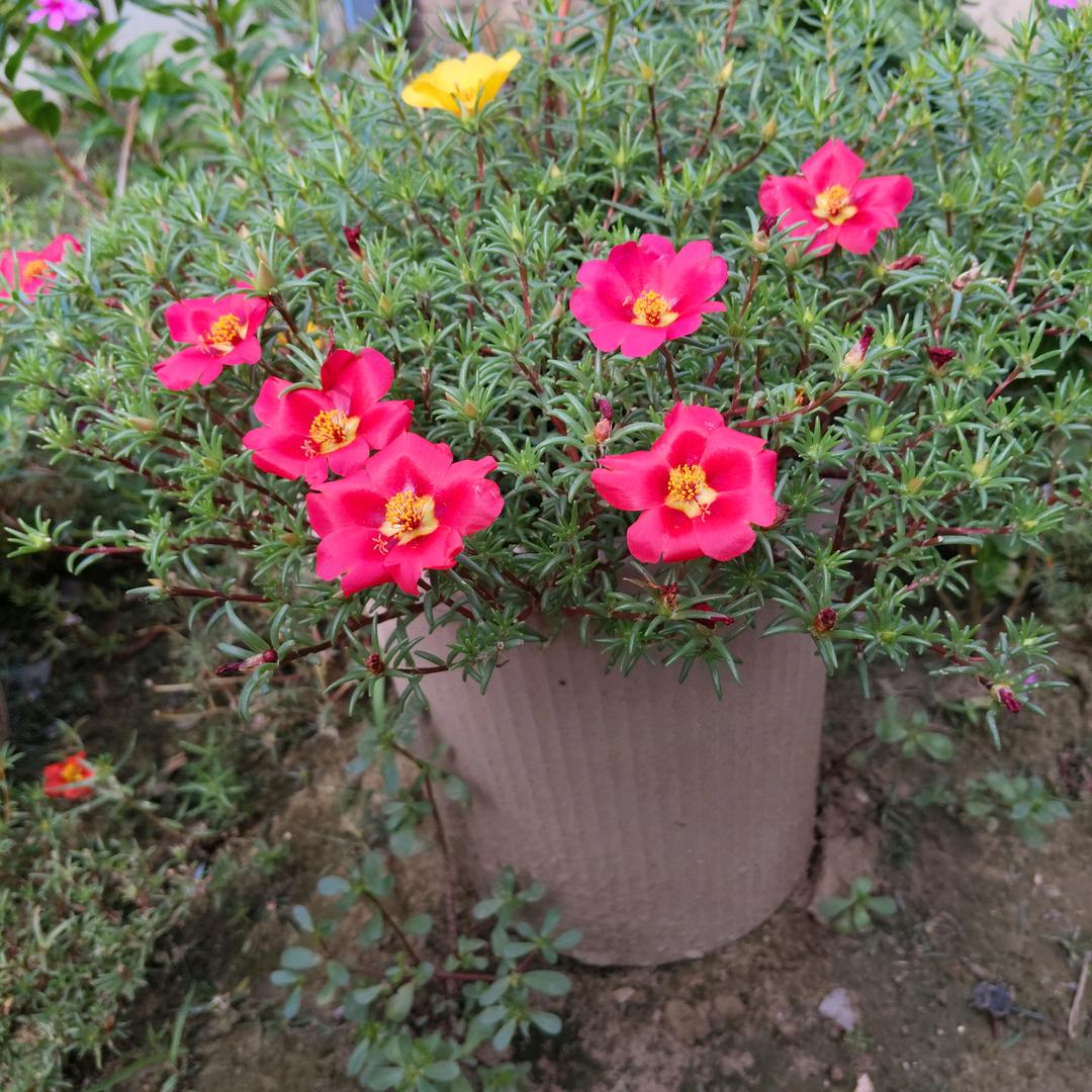 🐅开心就好🐅