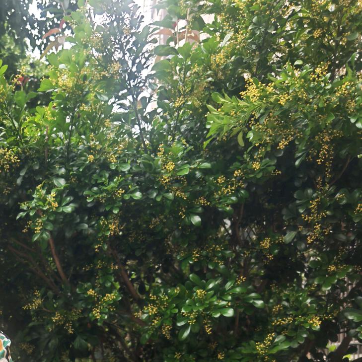 (ͼ̤͂ ͜ ͽ̤͂)✧呆呆