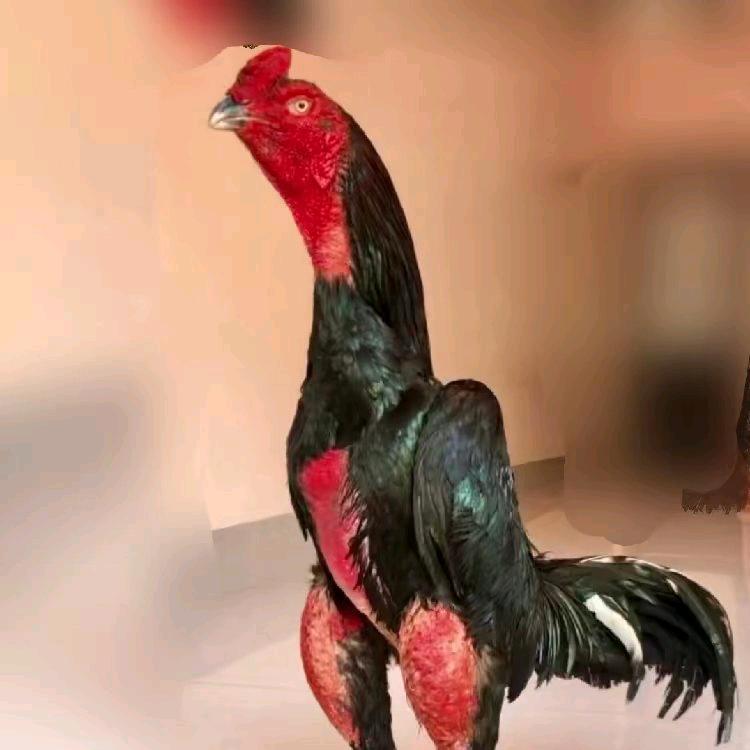 AAA阿洪