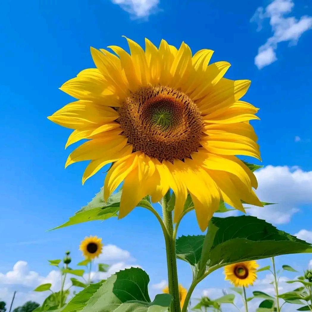 💑