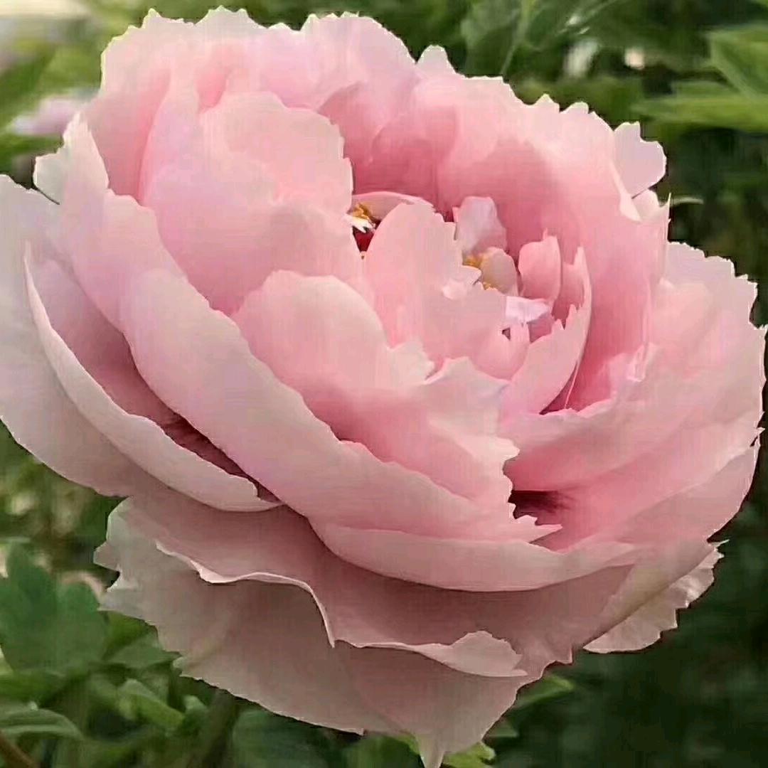 淡   然