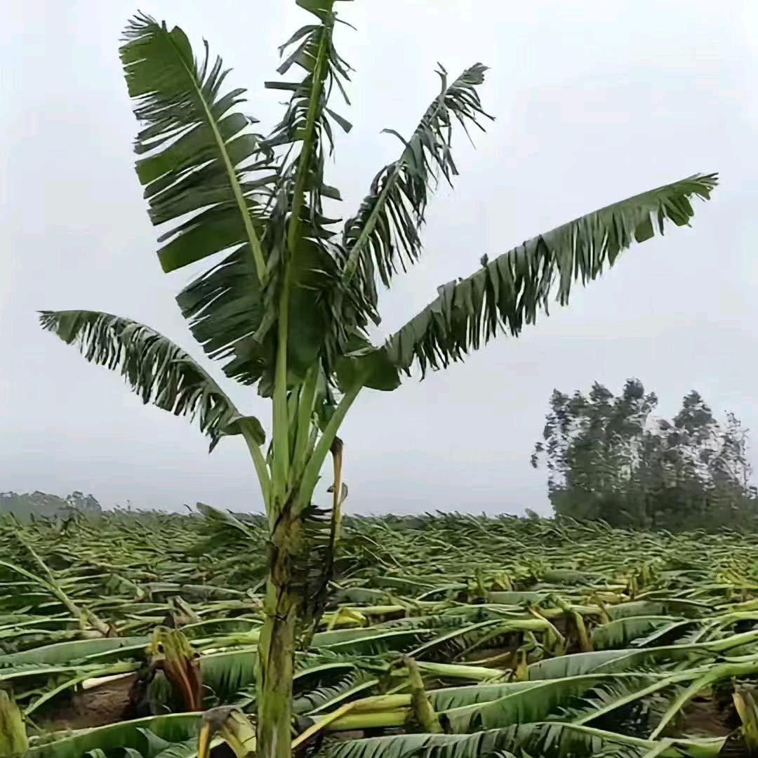 🧚之乌欧粥💞