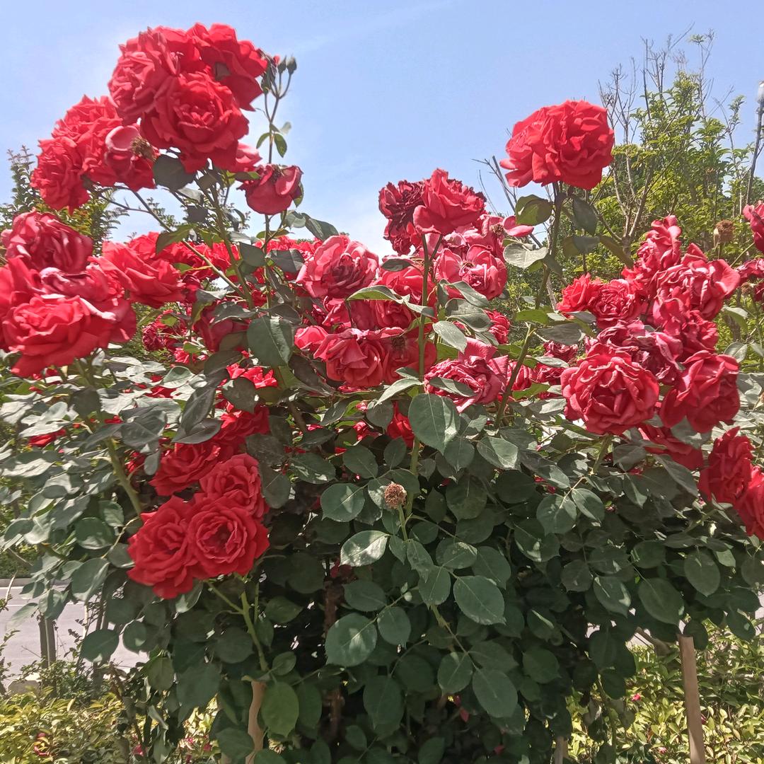 xiabeiziding38🌹🌹🌹