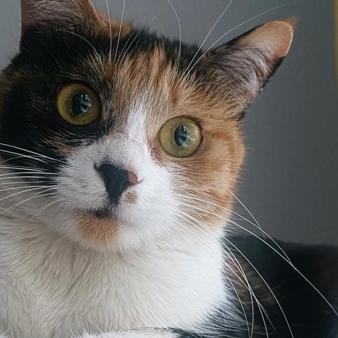 十六王（是只猫）