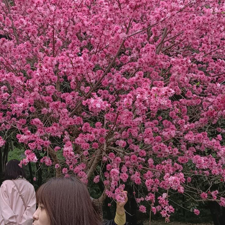春暖花开
