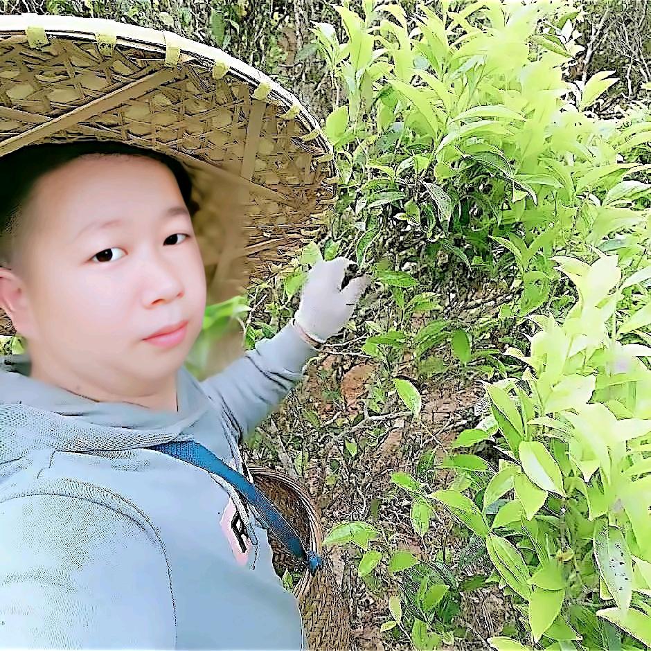 凤凰伟发茶行（茶农自产直销单枞茶）